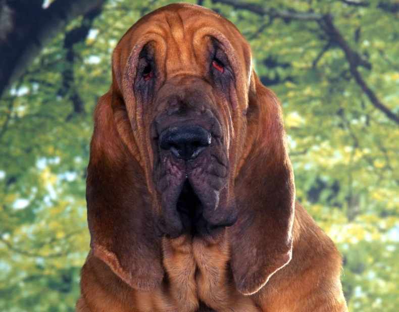 Bloodhound breed characteristics