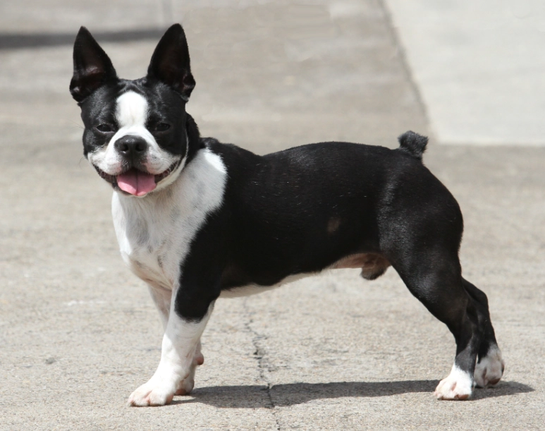 Boston Terrier health problems