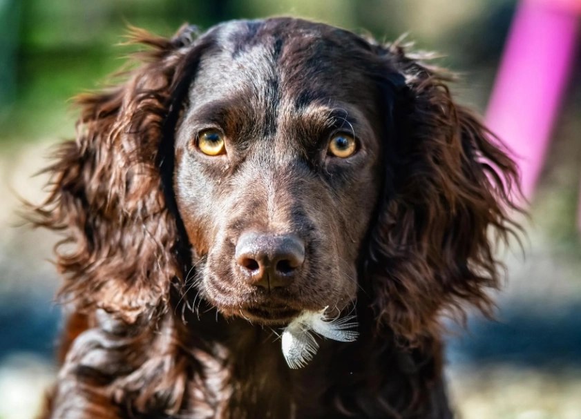Boykin Spaniel training