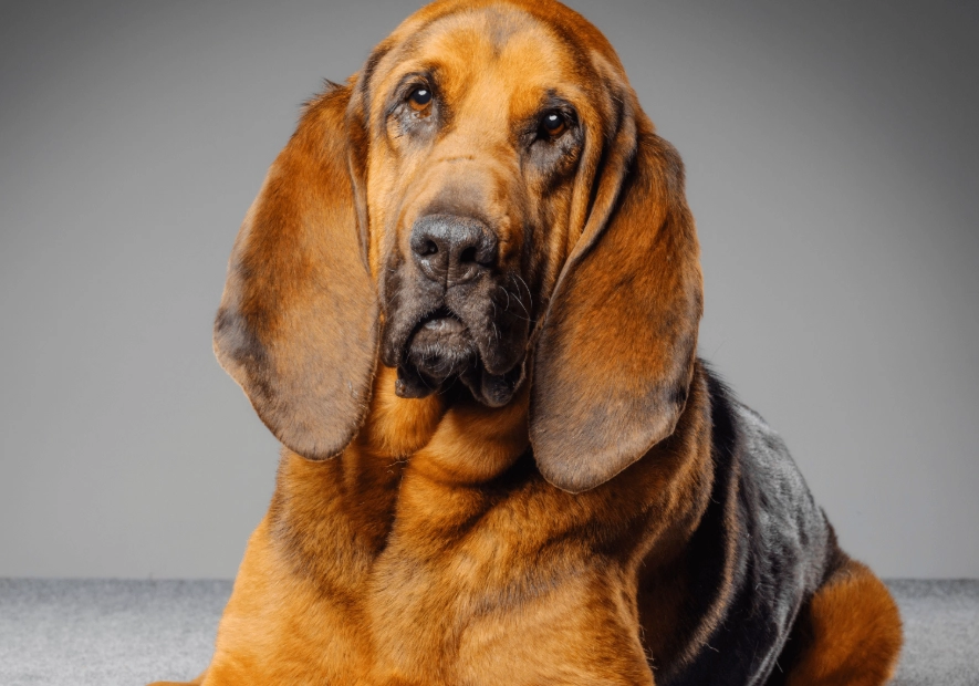 Bloodhound breed characteristics