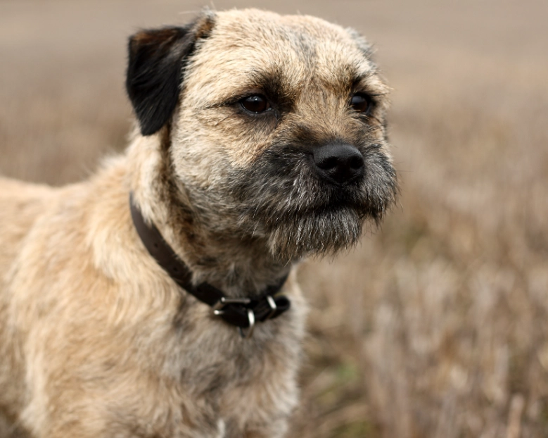 Border Terrier temperament