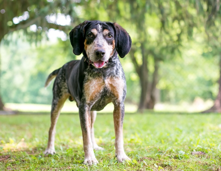 Bluetick Coonhound temperament