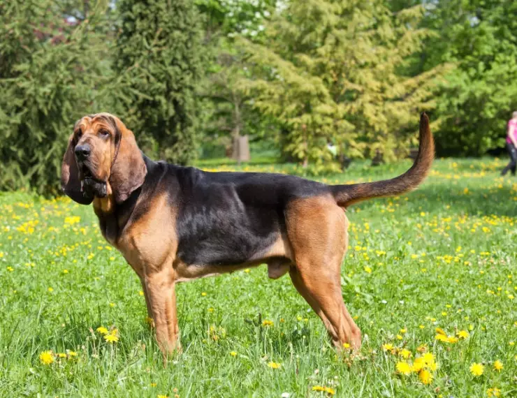 Bloodhound dog