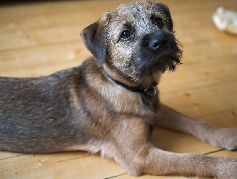 Border Terrier care