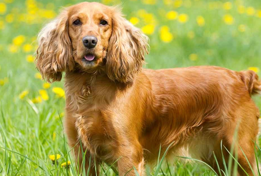 Cocker Spaniel temperament