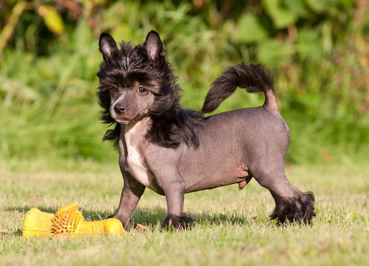hairless dog breed