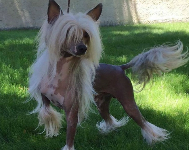 Chinese Crested temperament