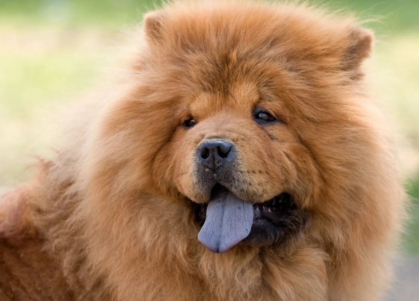 Chow Chow temperament