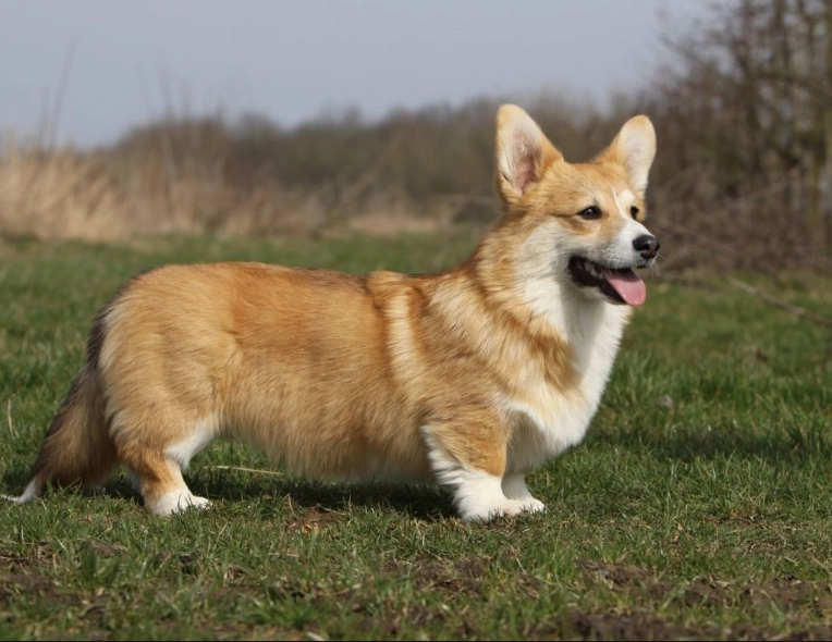 Cardigan vs Pembroke Corgi