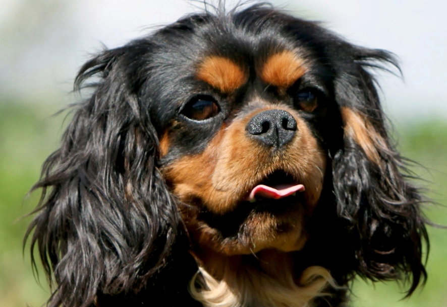 Cavalier King Charles Spaniel