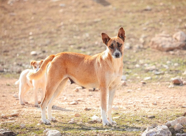 Canaan Dog characteristics
