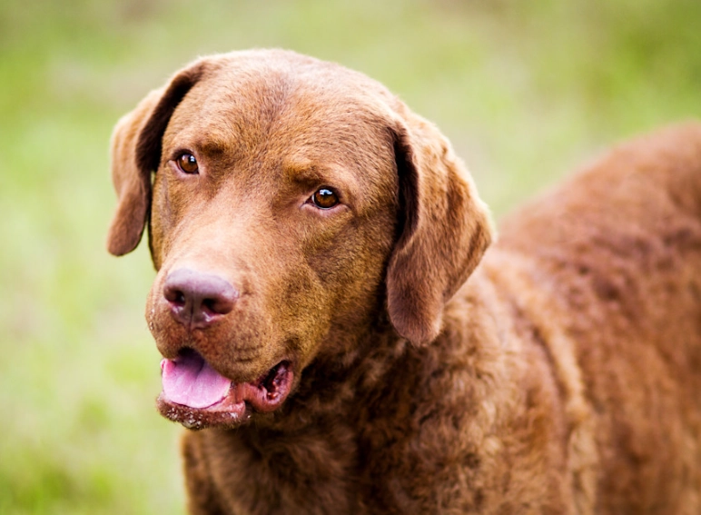 Chesapeake Bay Retriever temperament