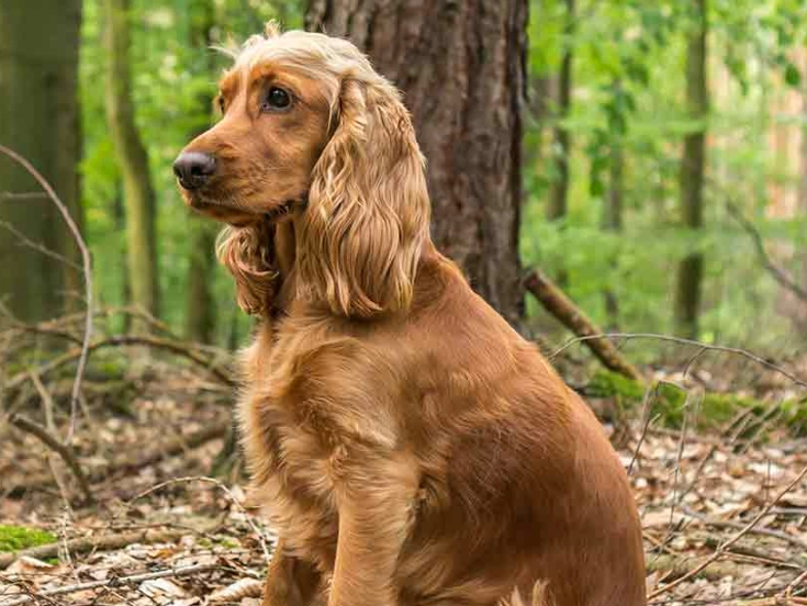 Cocker Spaniel temperament