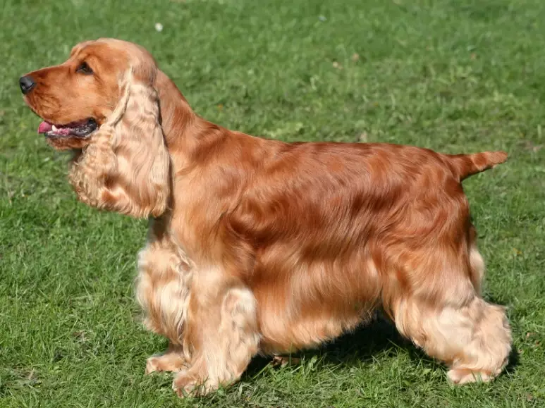 Cocker Spaniel temperament
