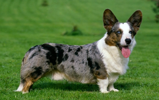 Welsh Corgi dogs