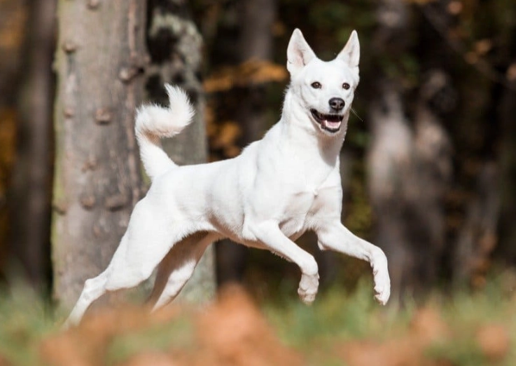 Canaan Dog temperament
