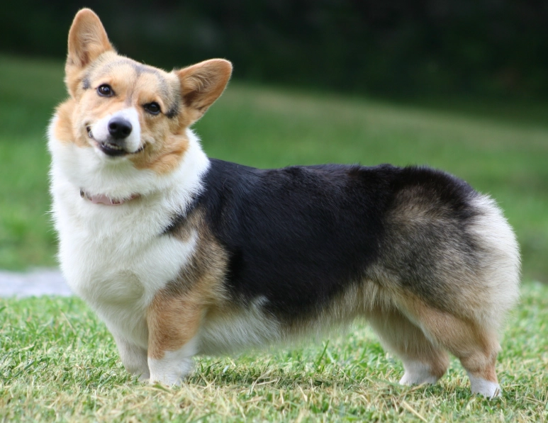 Cardigan Welsh Corgi