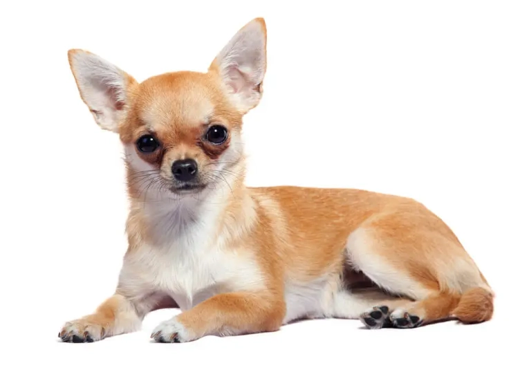 Chihuahua health problems