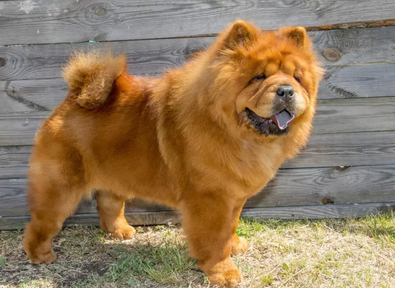 Chow Chow puppy