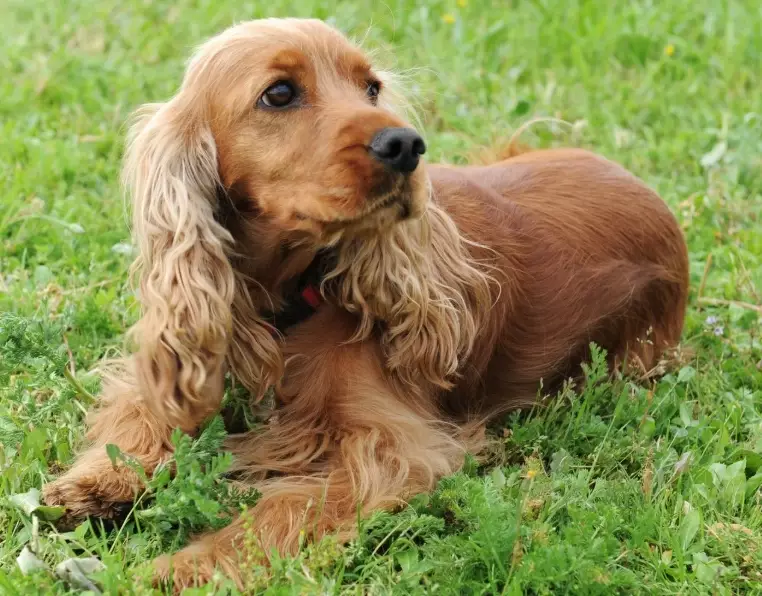 Cocker Spaniel care