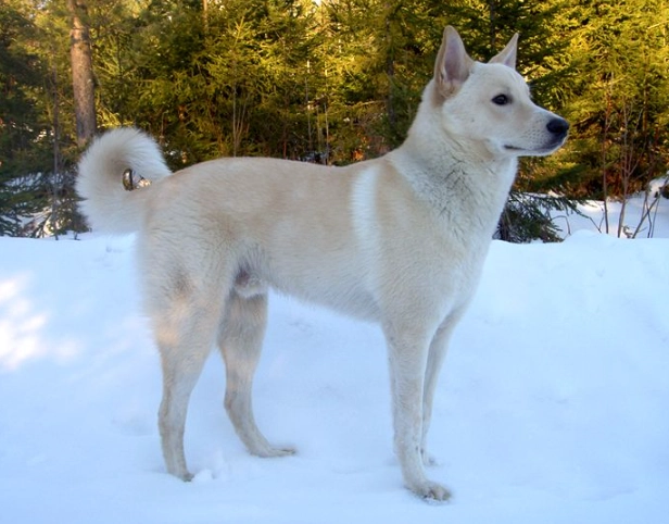 Canaan Dog breed