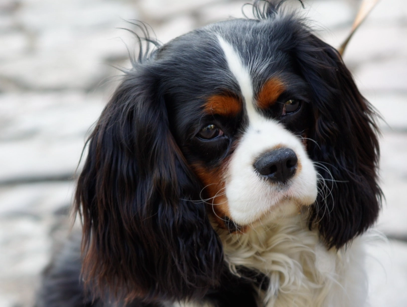 Cavalier King Charles Spaniel health