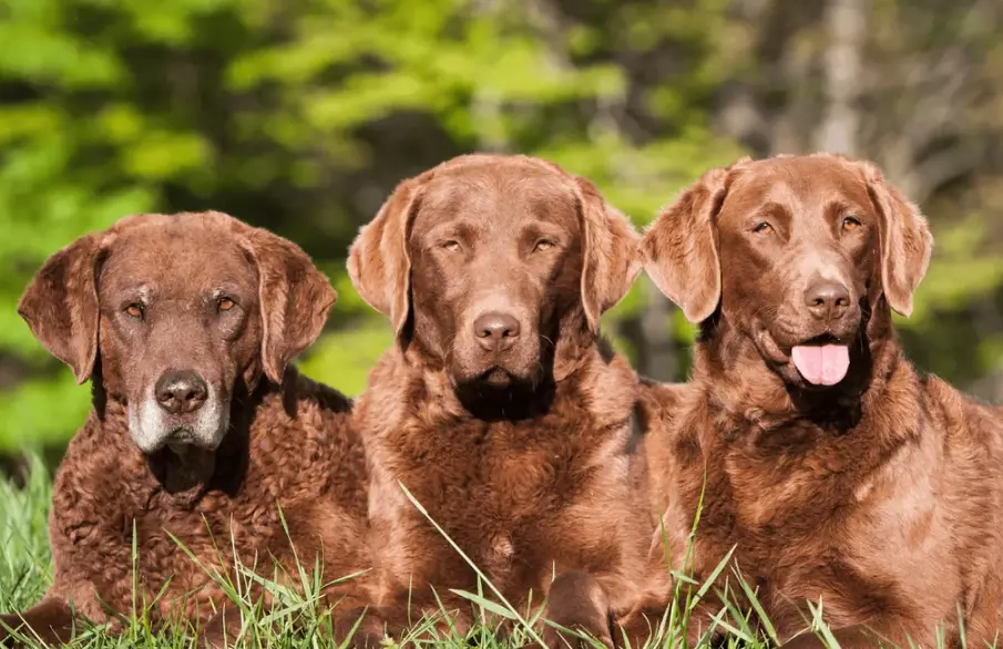 Chesapeake Bay Retriever care