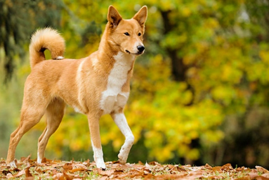 Canaan Dog characteristics