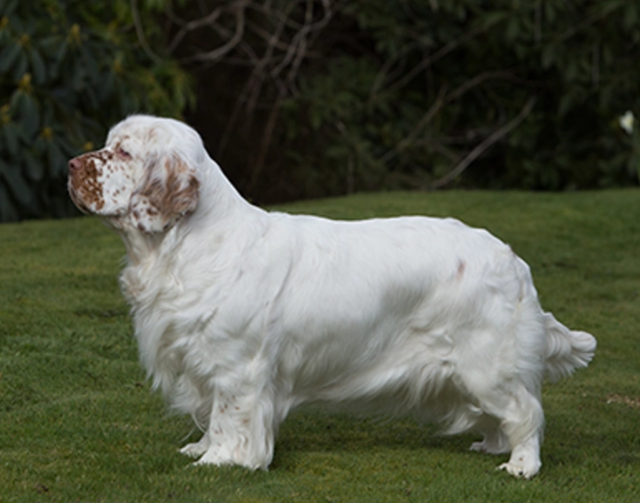 Clumber Spaniel care