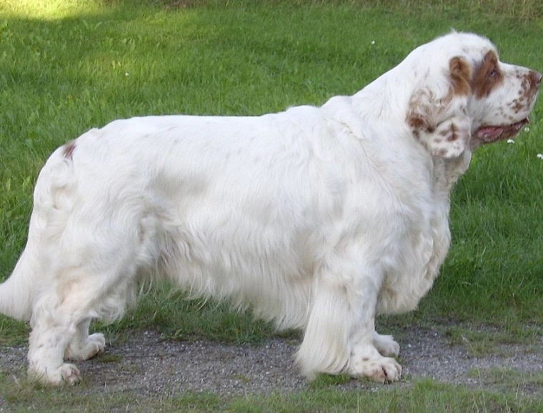 Clumber Spaniel care