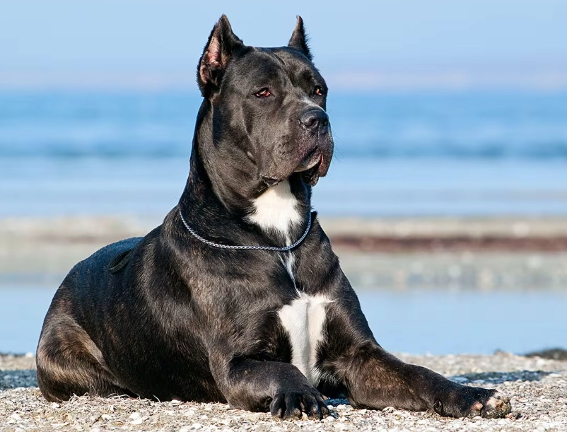 Cane Corso temperament