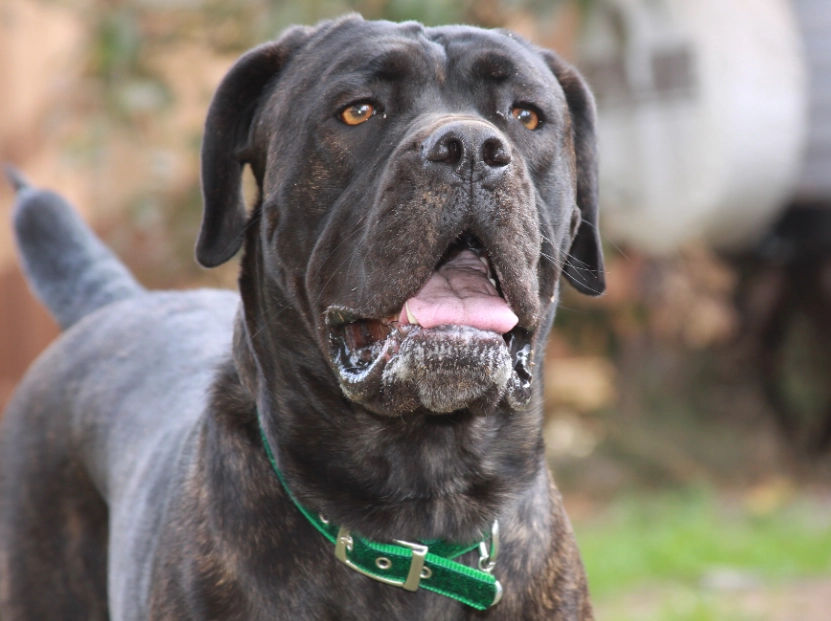 Cane Corso training