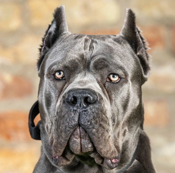 Cane Corso training