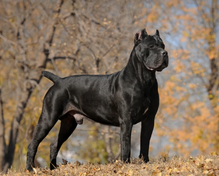 Cane Corso temperament