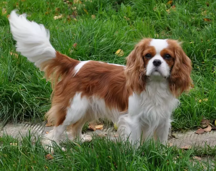 Cavalier King Charles Spaniel health