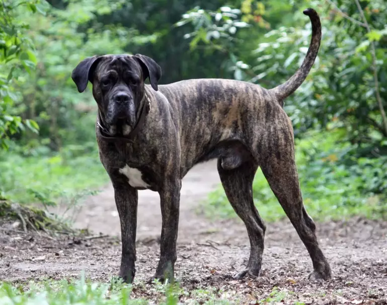 Cane Corso temperament