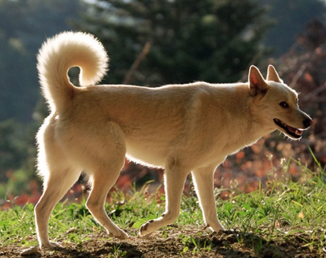 Canaan Dog breed