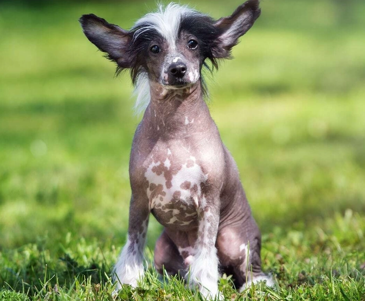 Chinese Crested Dog