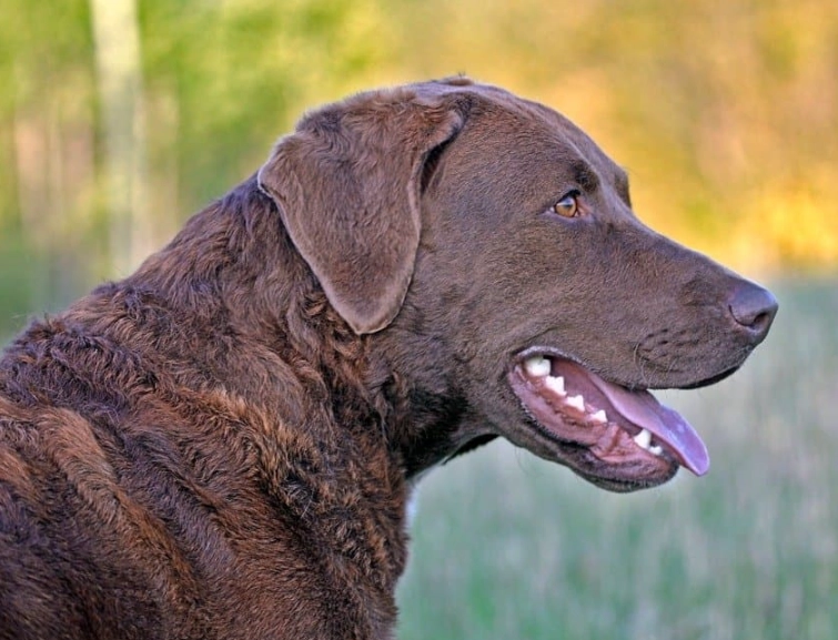 Chesapeake Bay Retriever