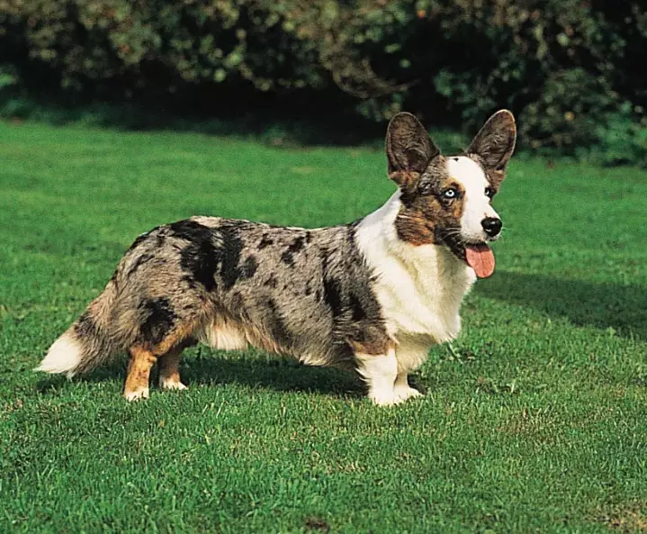 Cardigan vs Pembroke Corgi