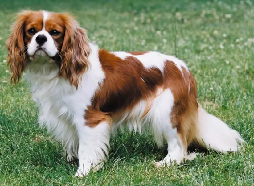 Cavalier King Charles Spaniel health