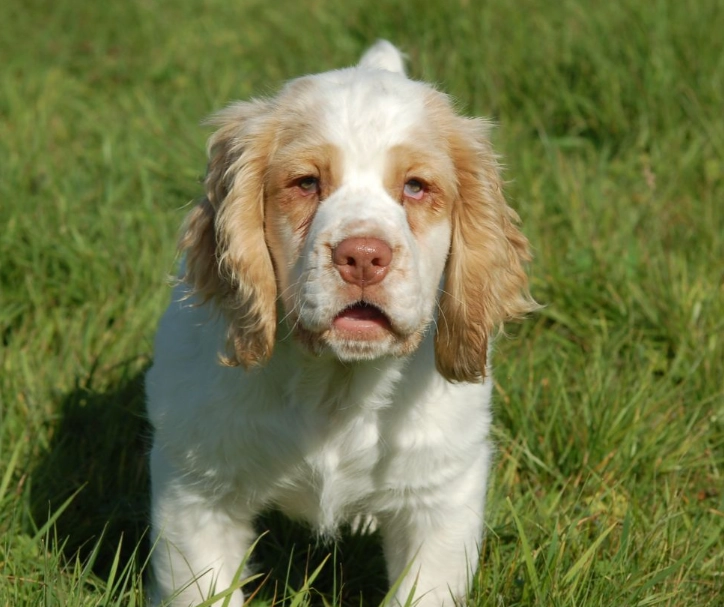 Clumber Spaniel temperament
