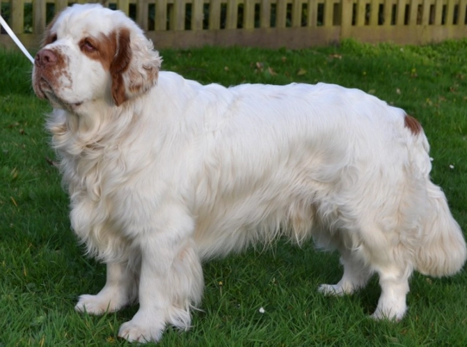 Clumber Spaniel temperament