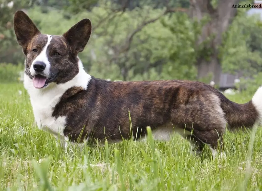 Cardigan vs Pembroke Corgi