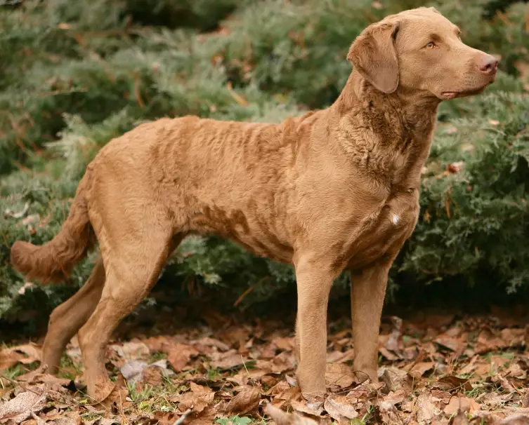 Chesapeake Bay Retriever temperament