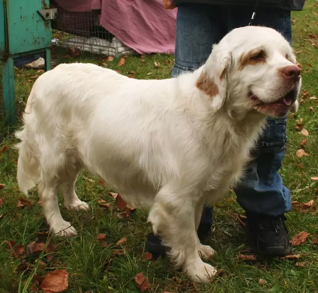 Clumber Spaniel care