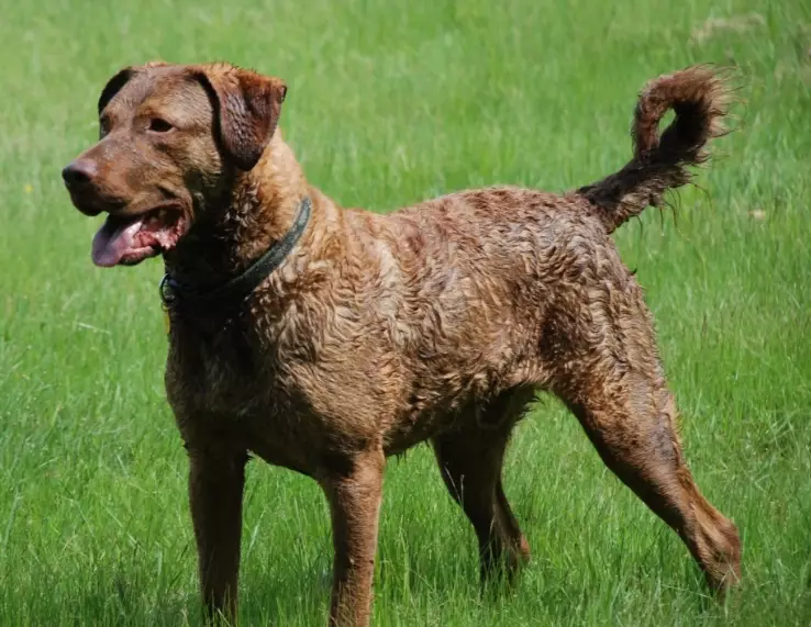 Chesapeake Bay Retriever care