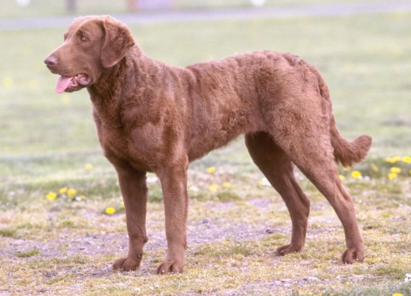 Chesapeake Bay Retriever care