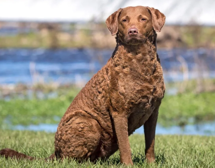 Chesapeake Bay Retriever temperament