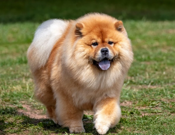 Chow Chow grooming